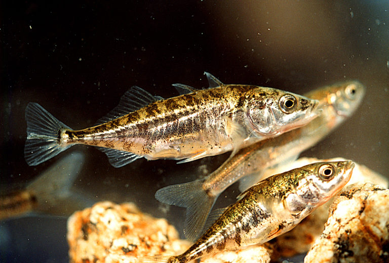 Threespine stickleback