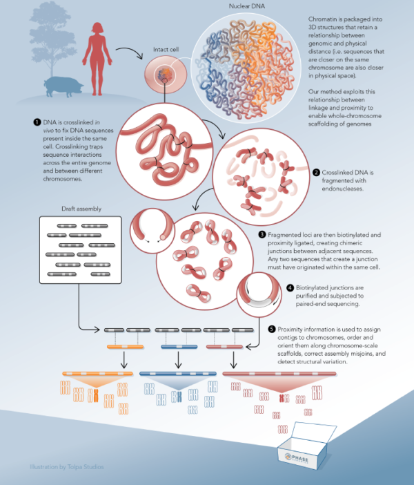 Proximity Ligation - Phase Genomics