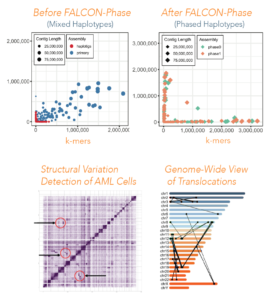 FALCON-Phase comparison chart with Hi-C scaffolding information and graphs