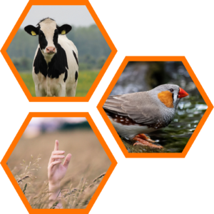 cow, zebra finch, and human hand arranged in a collage
