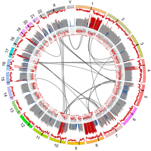 circos plot