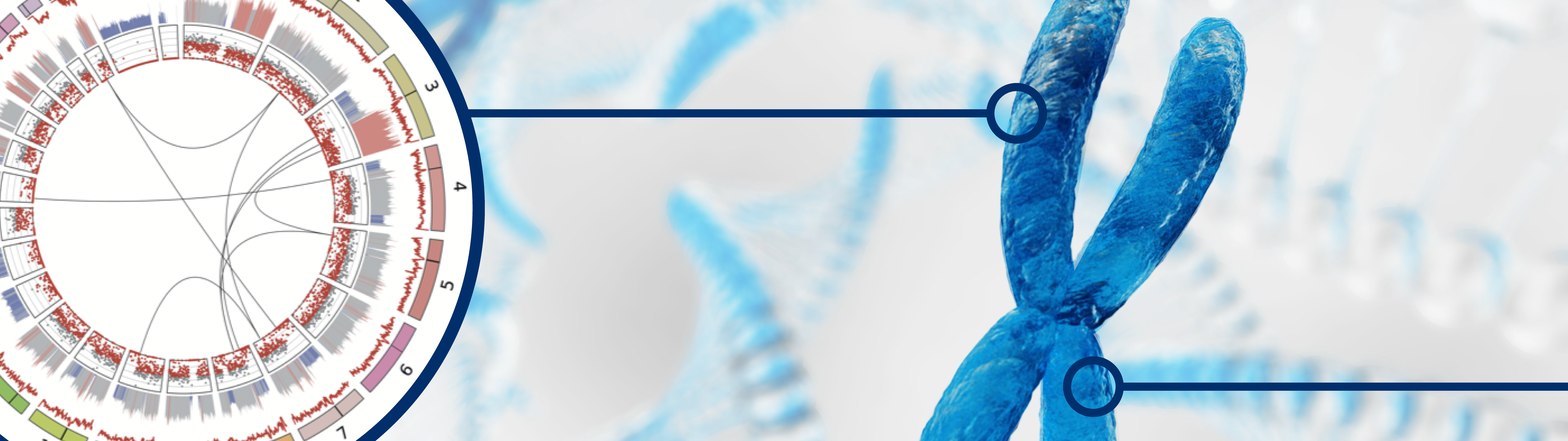 circos plot and chromosome